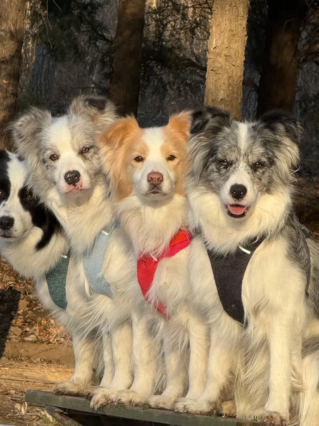 Comparaison des trois variantes de robe merle chez le Border Collie : bleu merle (base noire éclaircie en gris-bleu), rouge merle (base foie éclaircie en rose-crème), et sable merle (base sable dorée avec taches diluées) — chacun avec marques blanches