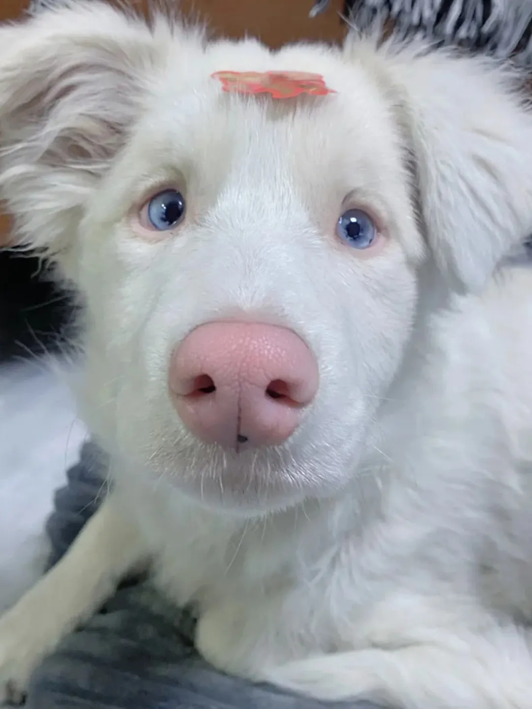 Border Collie double merle (MM) avec robe quasi-blanche, presque sans pigmentation, yeux bleus pâles ou partiellement développés — illustration des signes visuels d'un double merle à risque élevé de surdité et de malformations oculaires