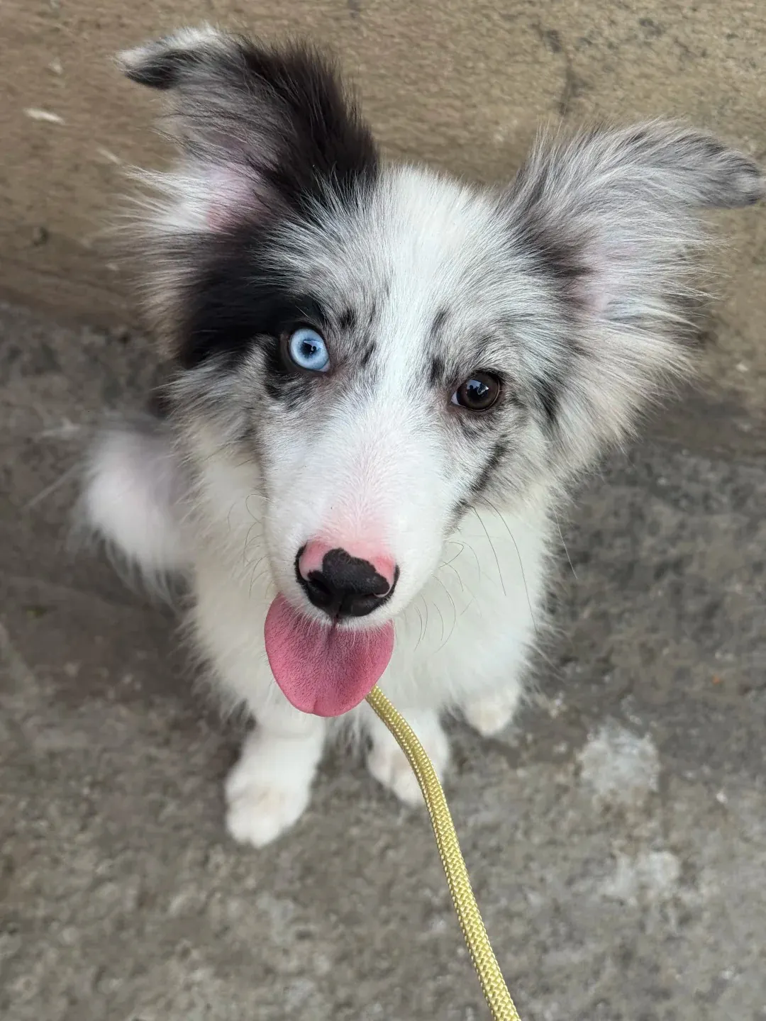 Border Collie bleu merle simple (Mm) avec robe marbrée bleu-gris et noir bien définie, yeux vairons, en pleine santé — exemple d'un simple merle sans risque de malformation