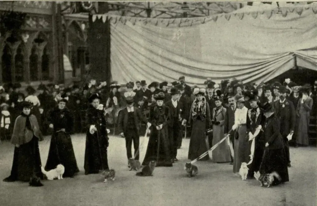 Illustration évoquant la première exposition féline au Crystal Palace de Londres en 1871, où le British Shorthair bleu femelle aux yeux ambrés remporta la première distinction de l'histoire féline