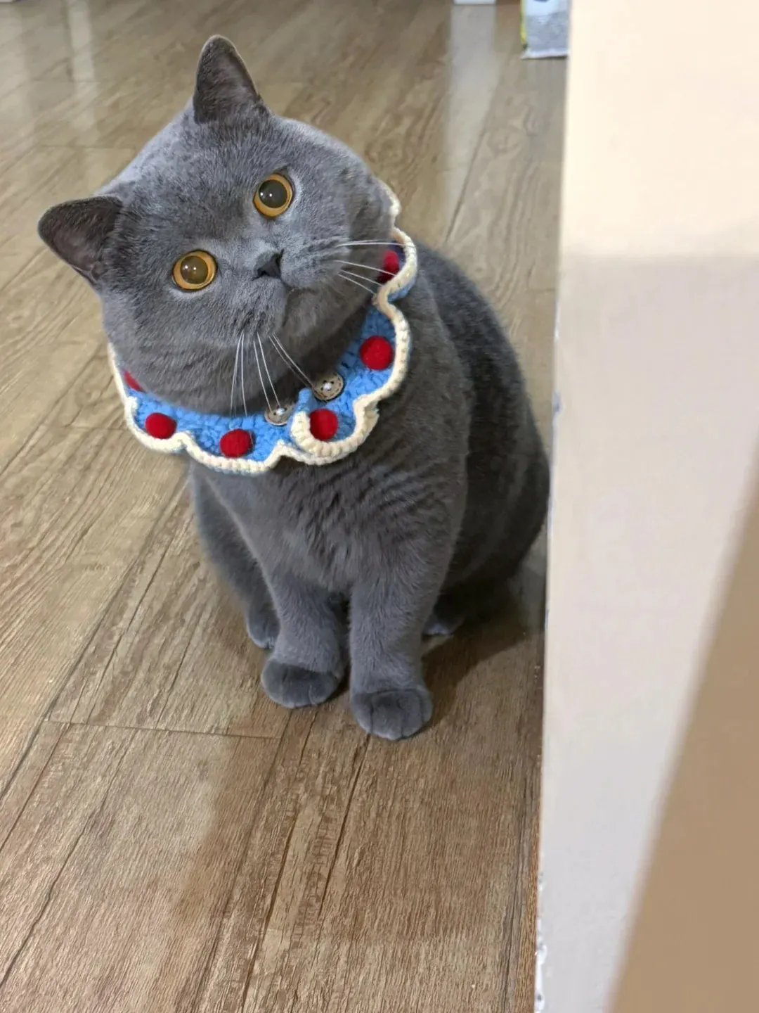 British Shorthair bleu adulte assis face à l'objectif, montrant sa tête ronde massive, ses joues rebondies, son pelage bleu-gris dense et ses grands yeux orange caractéristiques