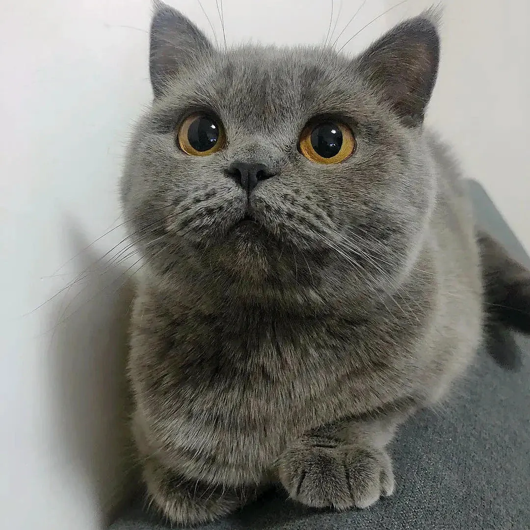British Shorthair gris bleu au regard placide et au corps trapu — race prédisposée à la polykystose rénale et à la cardiomyopathie hypertrophique