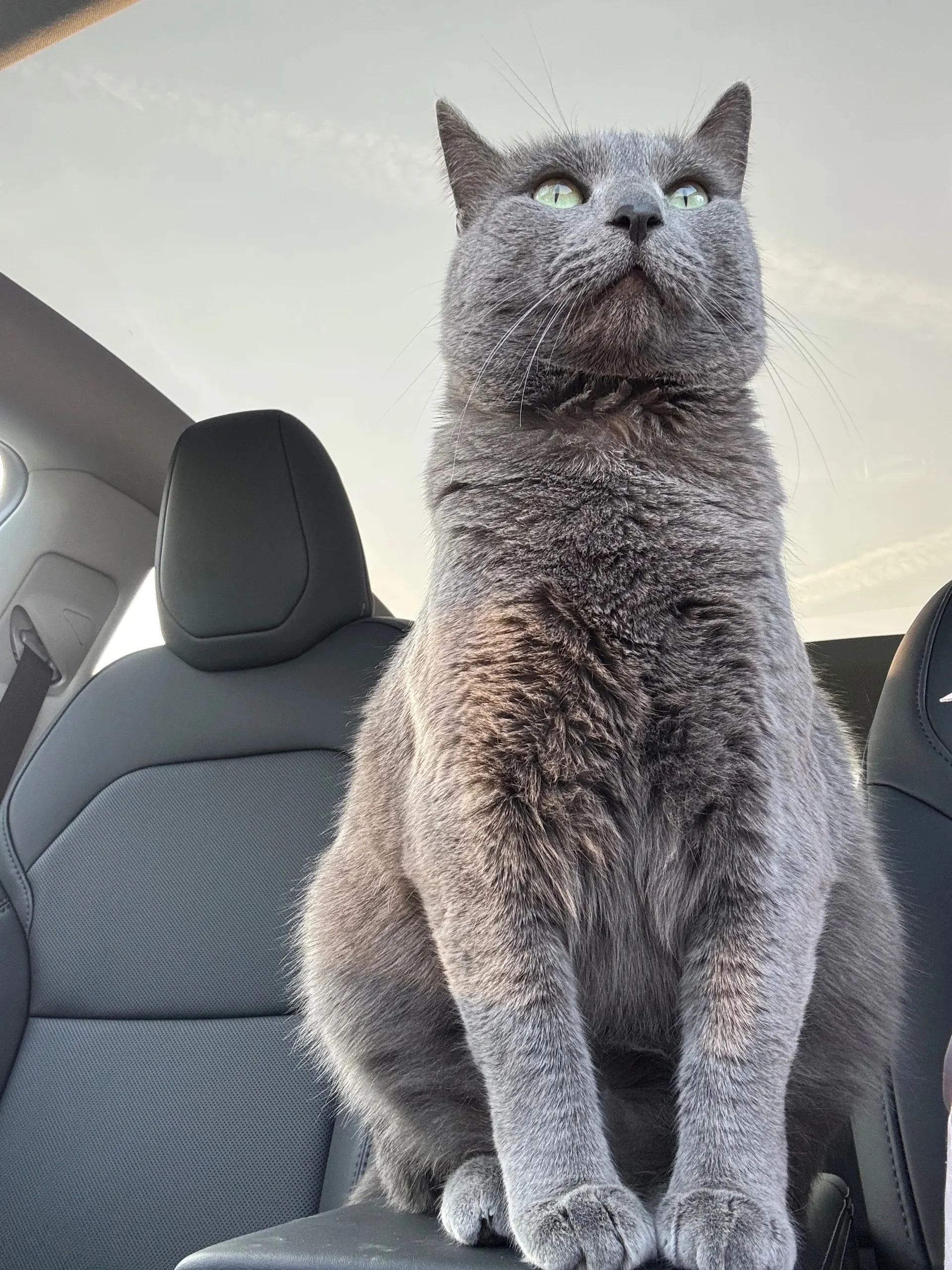 Chartreux adulte debout montrant sa silhouette musclée et son pelage laineux bleu-gris, comparé à la morphologie plus compacte du British Shorthair