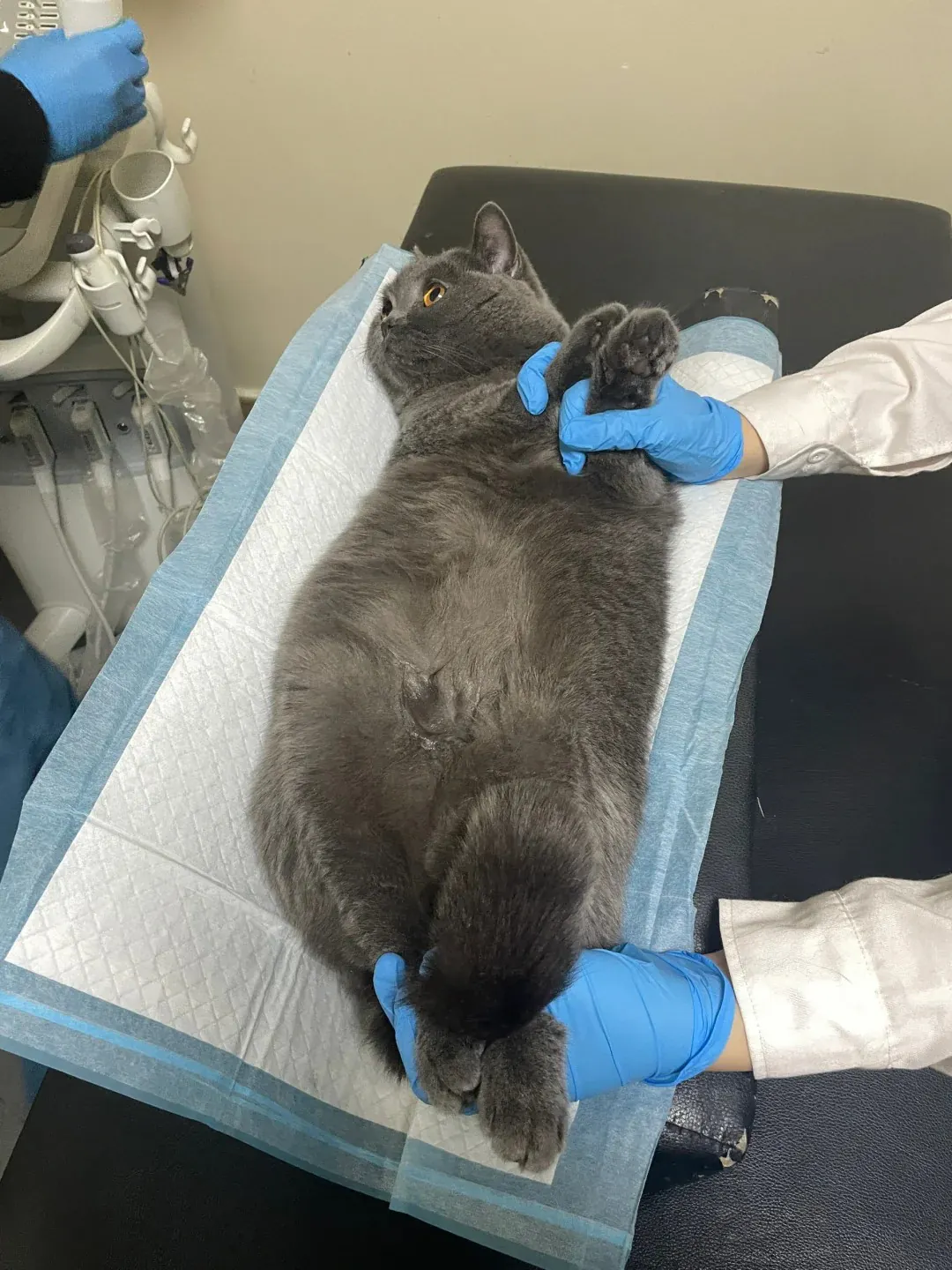 Chartreux chez le vétérinaire lors d'un bilan annuel, illustrant l'importance du suivi préventif pour détecter une éventuelle cardiomyopathie hypertrophique