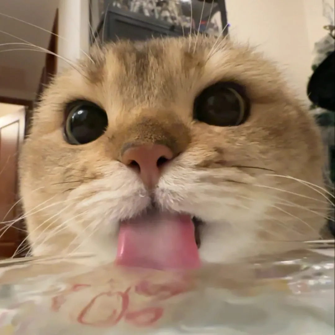 Chat buvant à une fontaine à eau pour chats en céramique — les fontaines stimulent l'instinct de boire des félins grâce au mouvement de l'eau