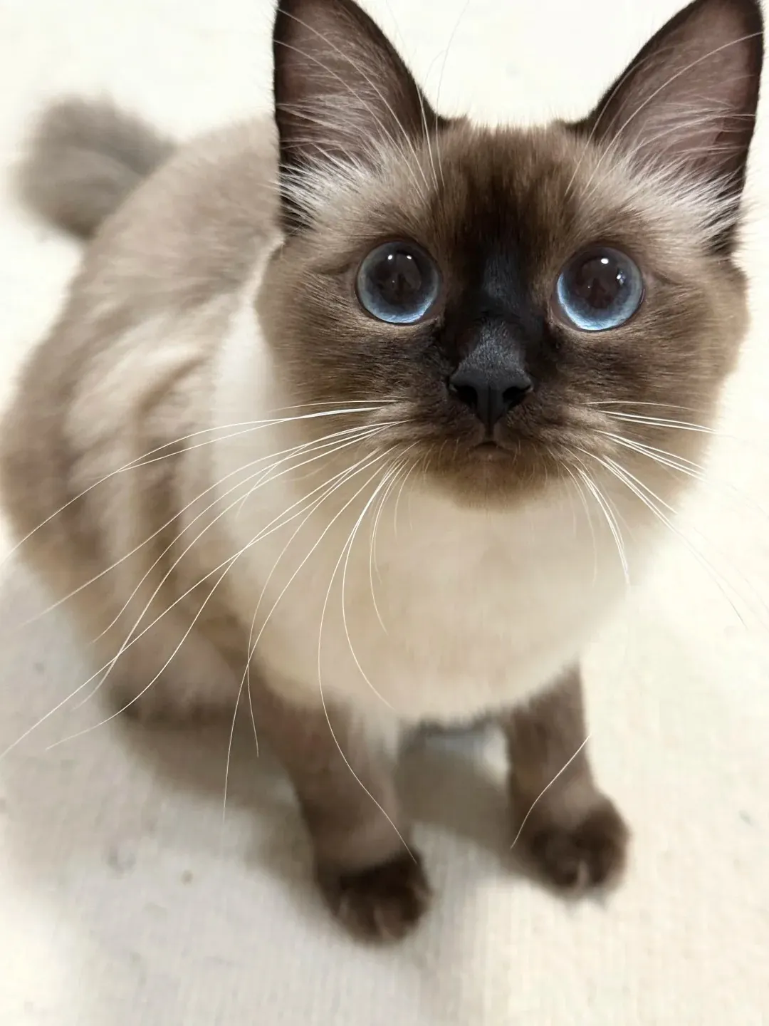 Chat siamois adulte de face, robe seal point et yeux bleu saphir en amande, illustrant l'apparence emblématique de la race