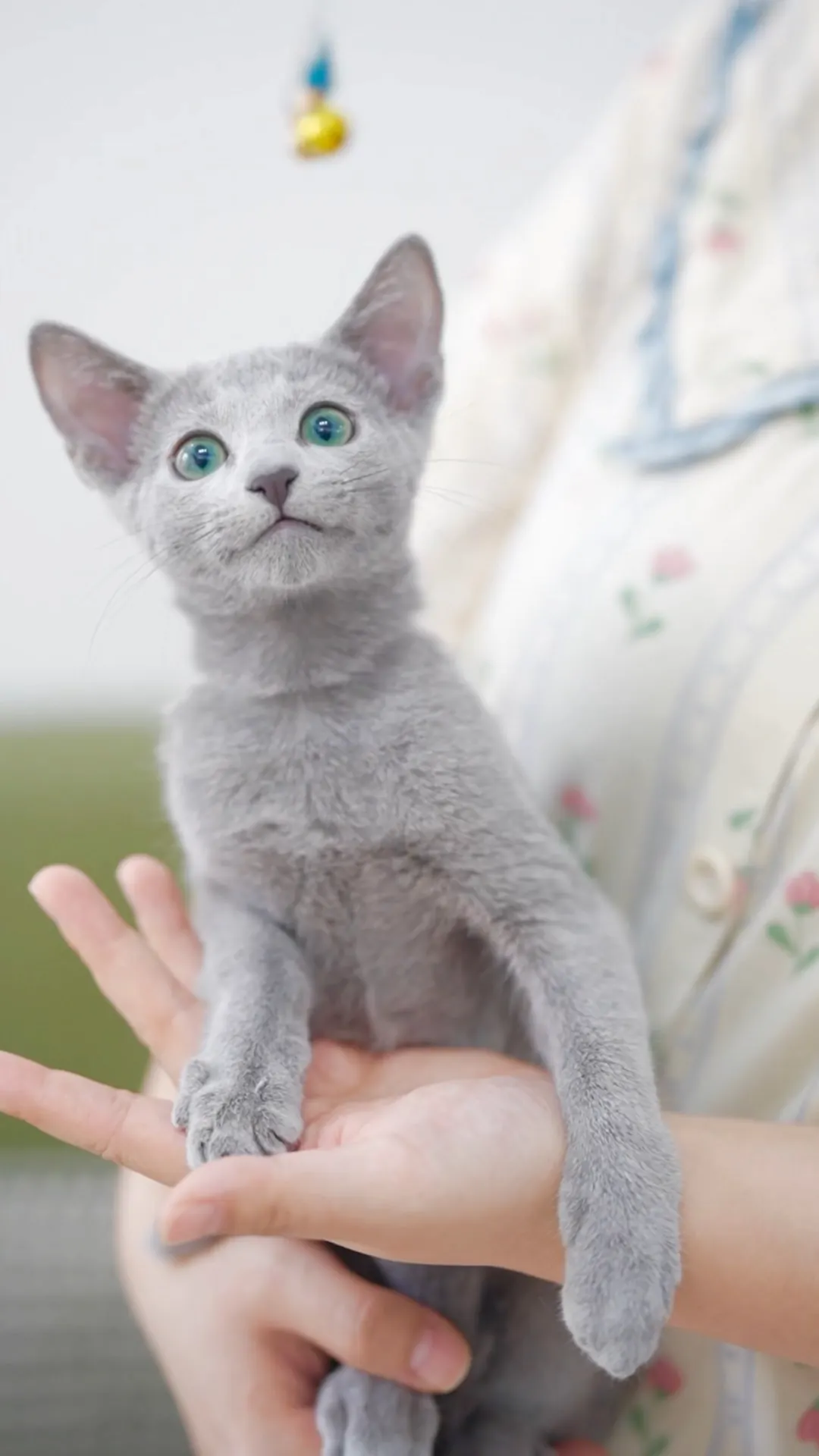 Chaton Bleu Russe de 3 mois aux yeux encore bleus, illustrant la transition vers le vert émeraude caractéristique de l'adulte
