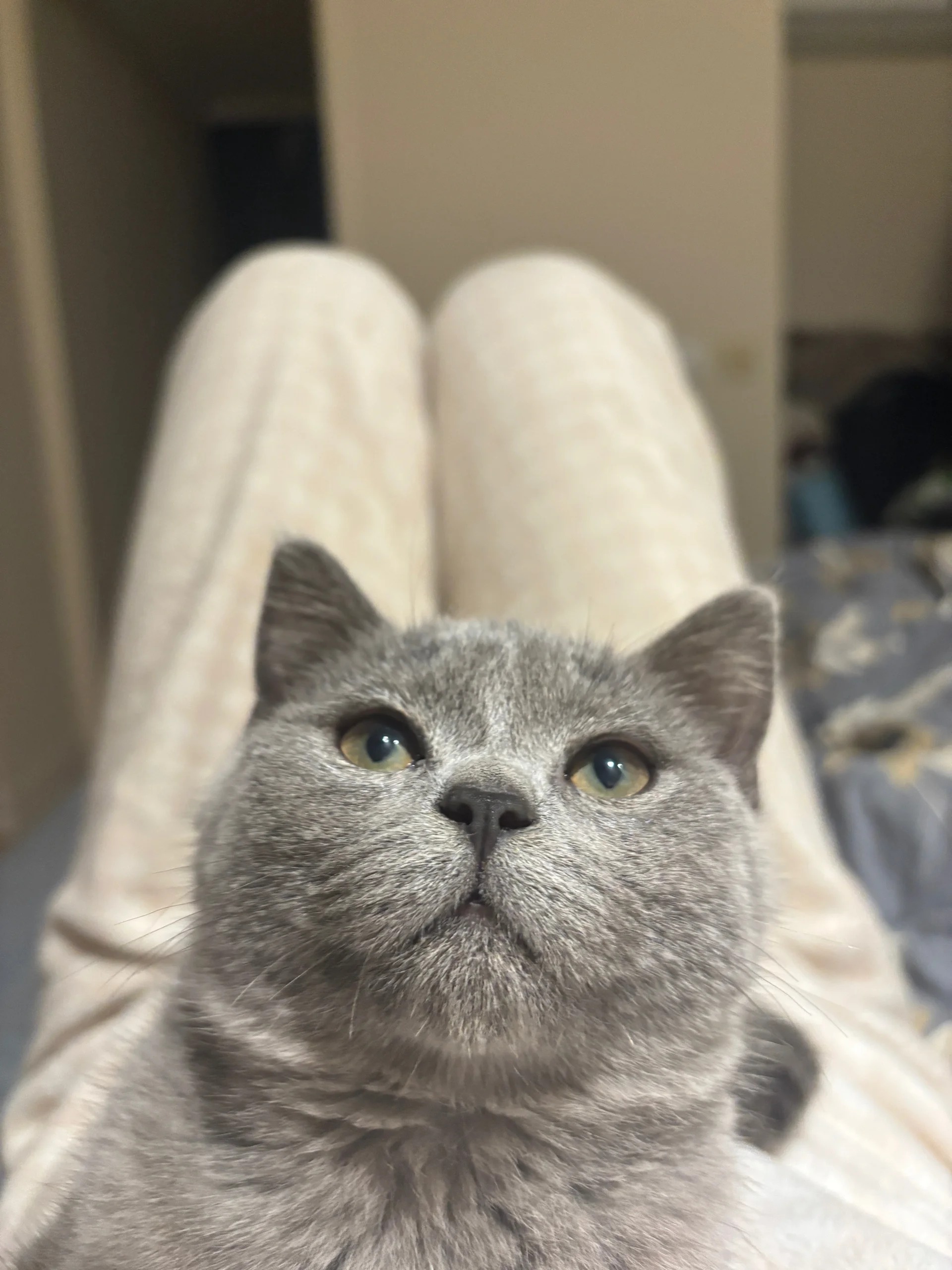 Chaton Chartreux aux yeux encore bleus, illustrant la couleur des yeux chez les très jeunes sujets avant qu'ils ne virent au jaune-cuivre