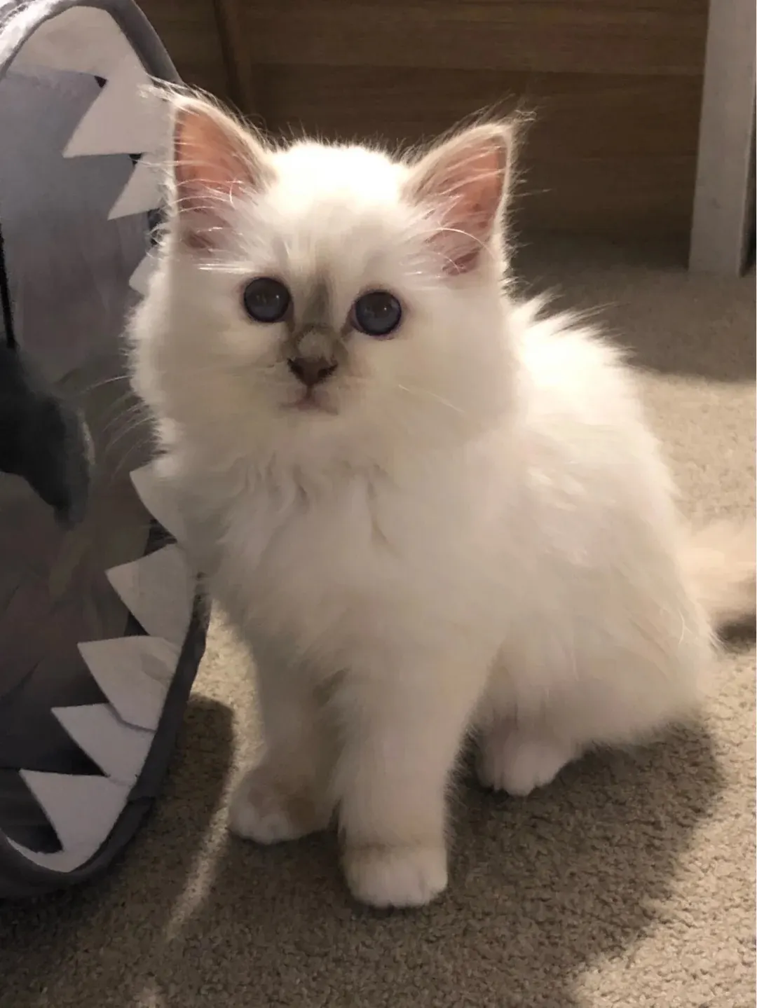 Chaton Sacré de Birmanie au pelage presque entièrement blanc à la naissance, avant l'apparition progressive des marques colourpoint