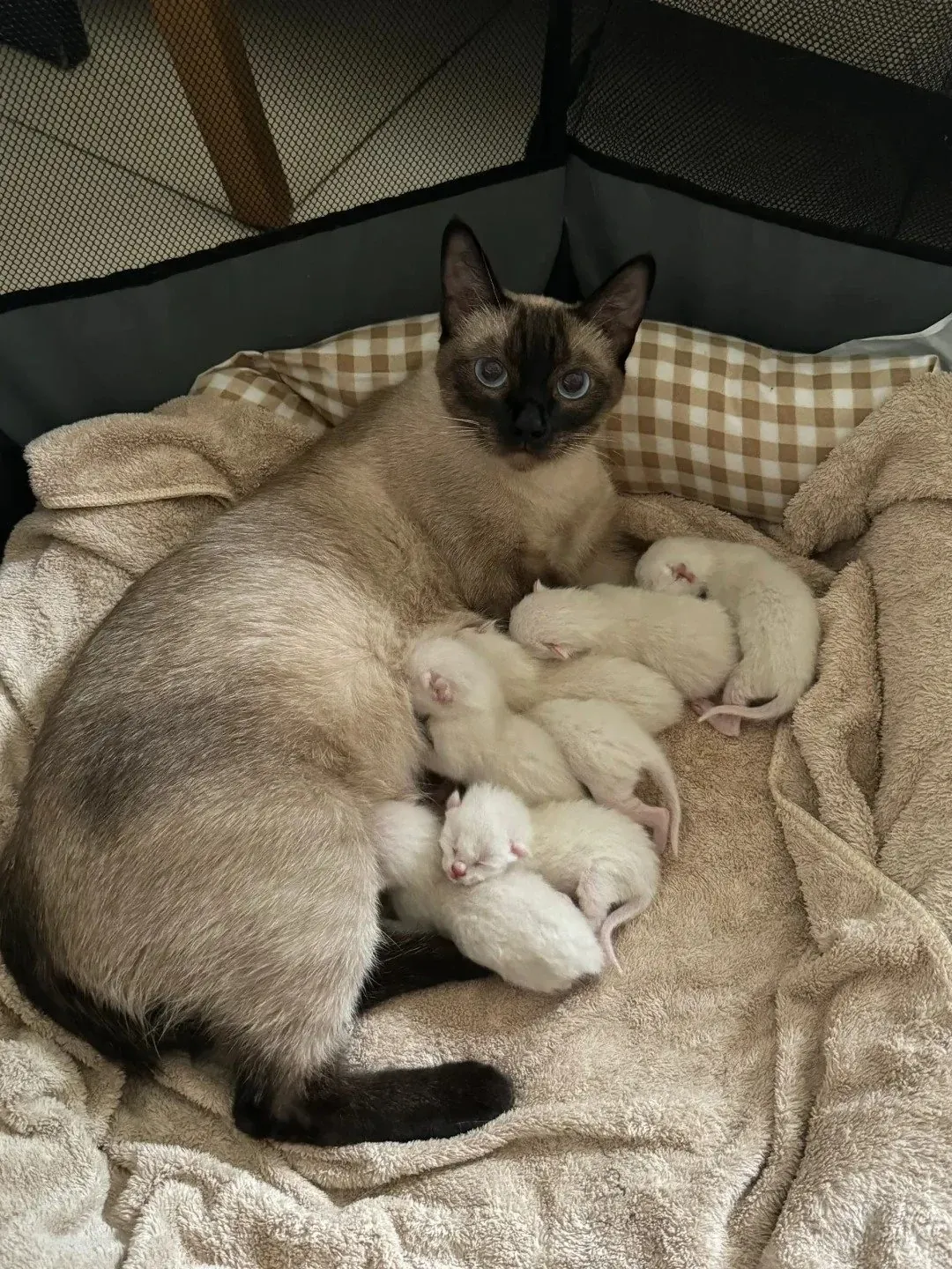Chaton siamois nouveau-né au pelage presque entièrement blanc, dont les points colorés ne sont pas encore apparus