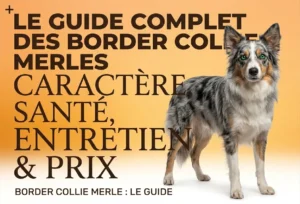 Noms de Chien Commençant par A : Guide Complet Border Collie bleu merle : fait pour vous ?