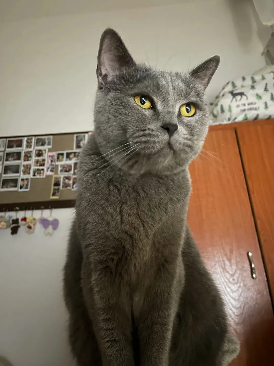 Gros plan sur le visage d'un Chartreux adulte montrant ses joues rebondies, son museau arrondi et ses yeux cuivre qui donnent l'expression d'un sourire permanent