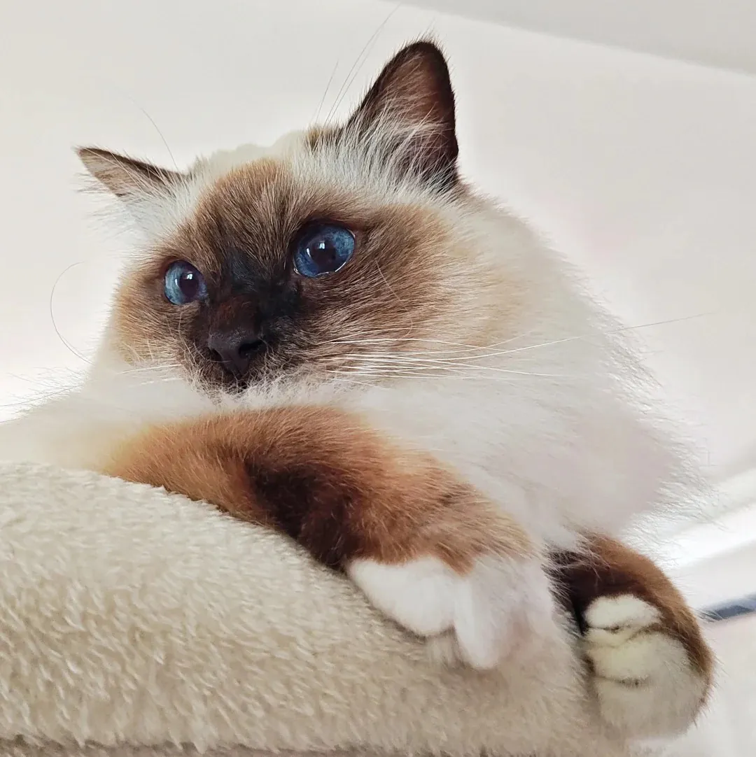 Gros plan sur les pattes gantées de blanc d'un Sacré de Birmanie, montrant le gantage symétrique caractéristique de la race
