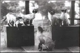 Illustration d'époque évoquant l'arrivée du chat siamois en Europe à la fin du 19e siècle, lors des premières expositions félines