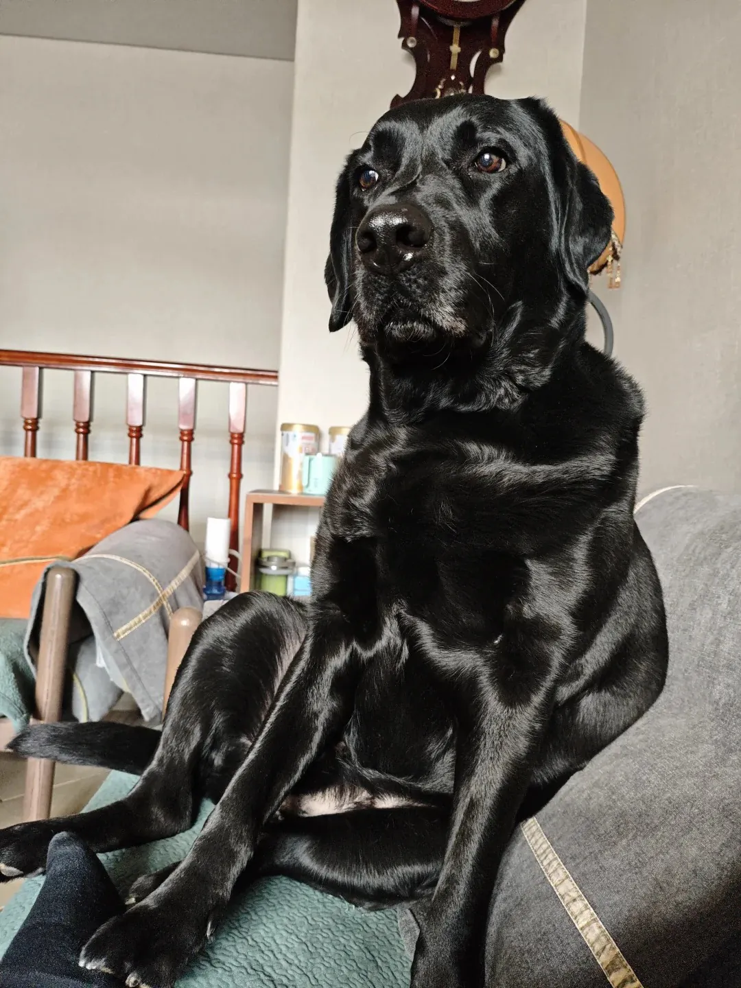Labrador noir toujours élégant et beau