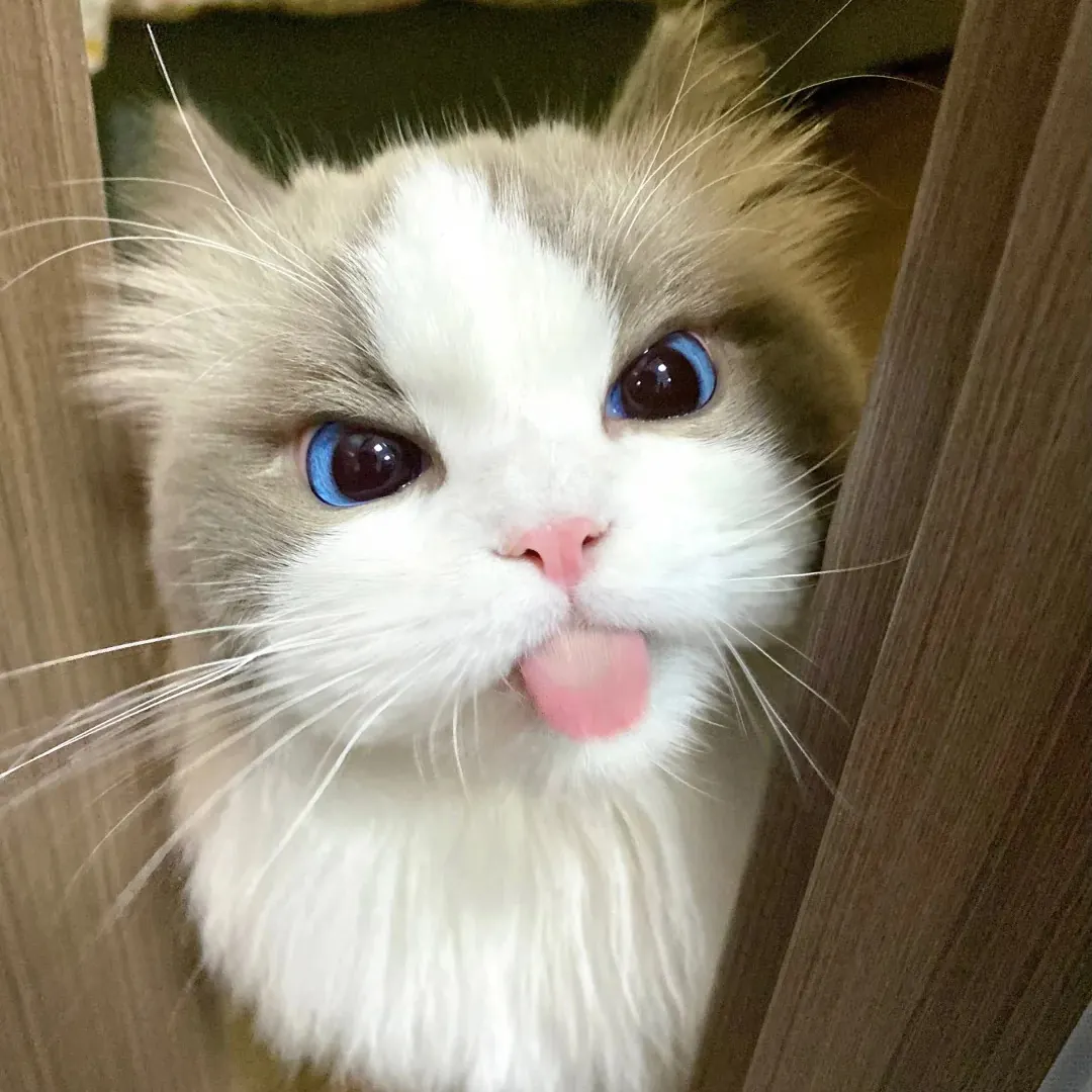 Ragdoll bicolore au pelage épais et yeux bleus — race connue pour son estomac sensible et sa prédisposition aux boules de poils et troubles digestifs