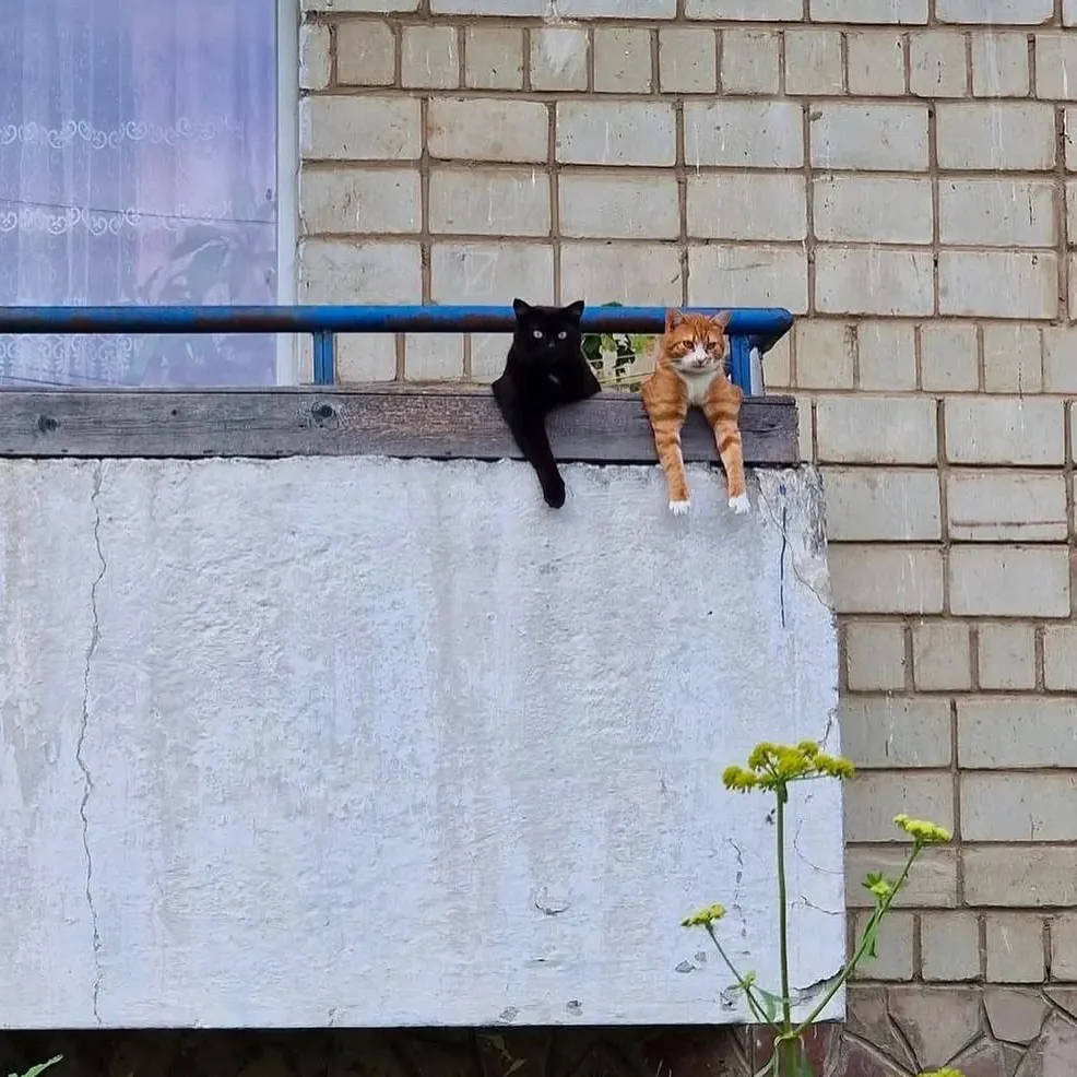 Chat assis sur le rebord d'une fenêtre ouverte en appartement au printemps — illustration du risque de chute lié à la curiosité naturelle des félins