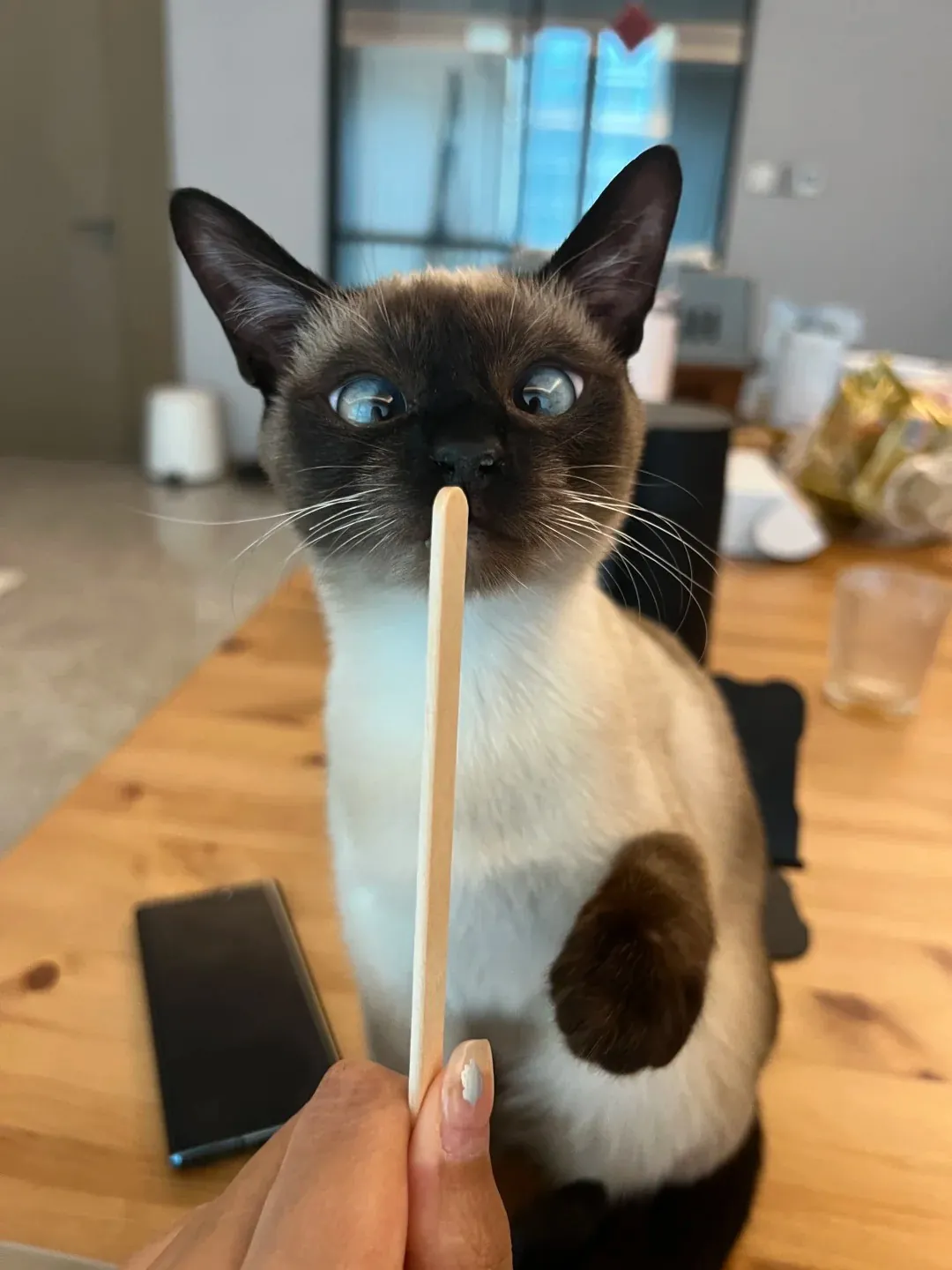 Les chats siamois aiment être en compagnie des partenaires de leurs maîtres.