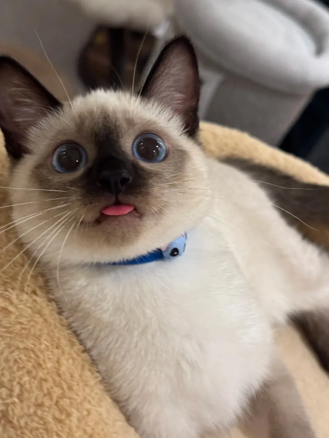 Les chats siamois ont des visages très expressifs.