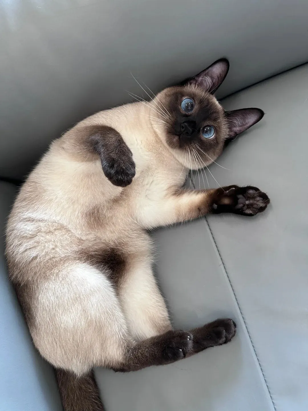 Les chats siamois peuvent apporter de la joie à la vie