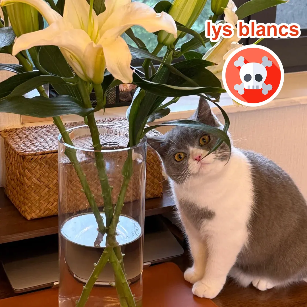 Chat s'approchant curieusement d'un bouquet de lys blancs dans un vase — illustration du risque mortel que représente cette fleur même en contact de pollen
