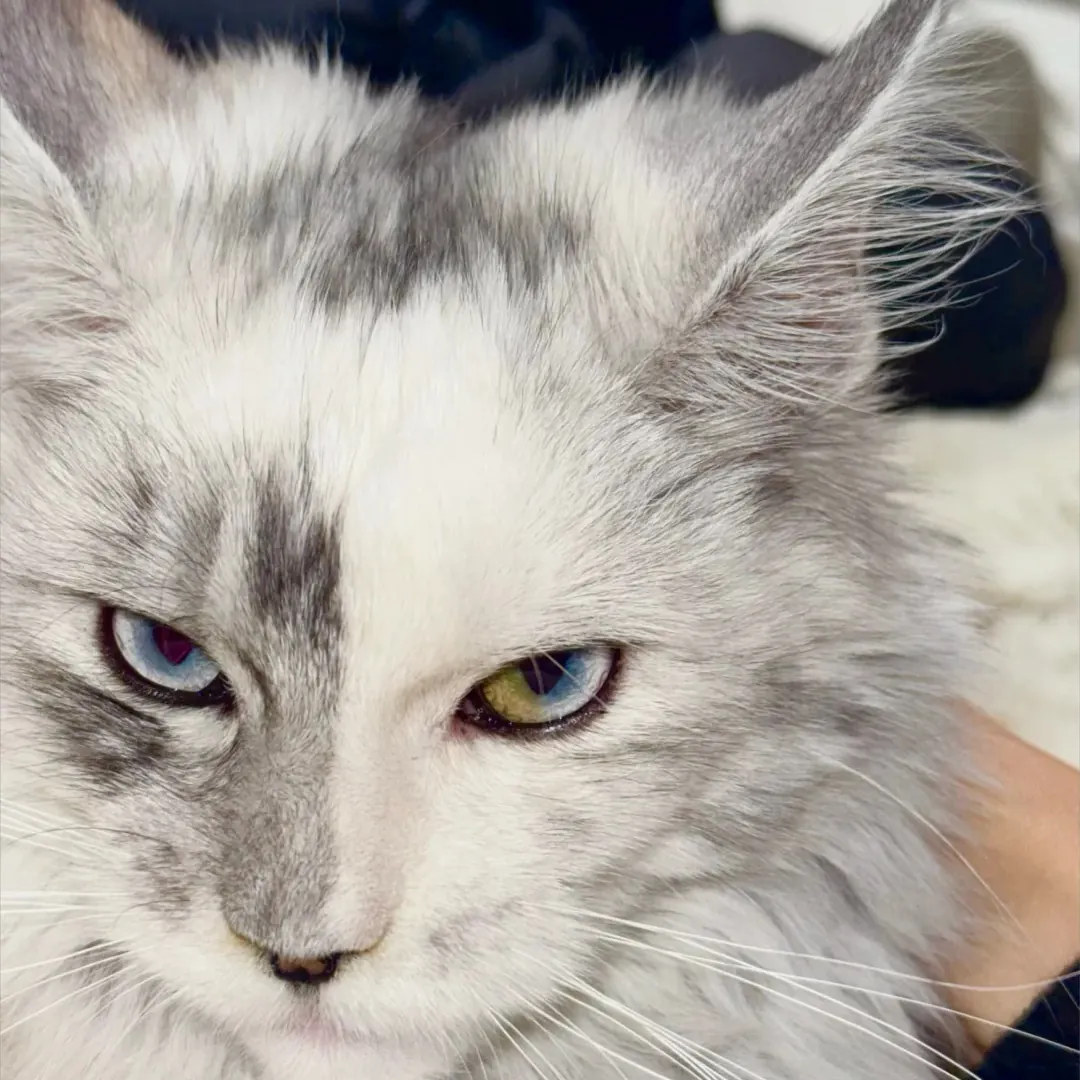 Maine Coon grande taille — prédisposé à la cardiomyopathie hypertrophique et à la polykystose rénale