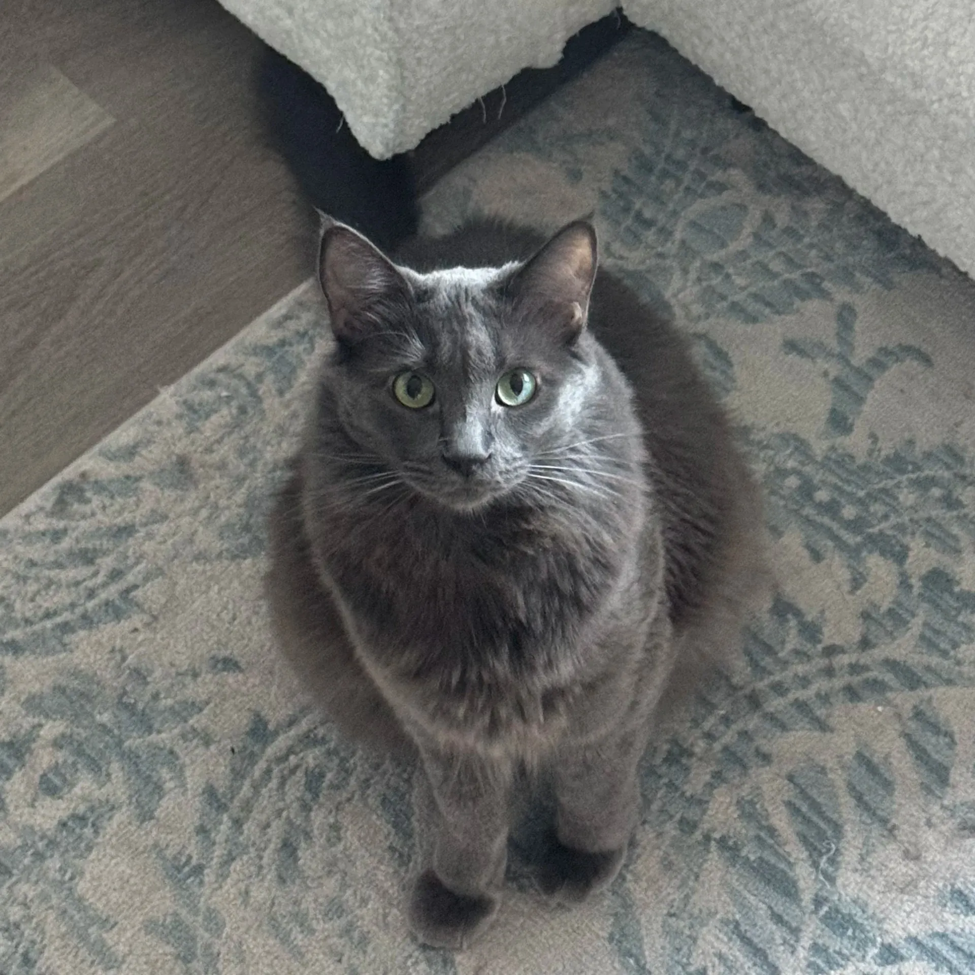 Nebelung adulte avec son pelage mi-long bleu soyeux, collerette prononcée chez le mâle et queue généreusement fournie, variante à poil long du Bleu Russe