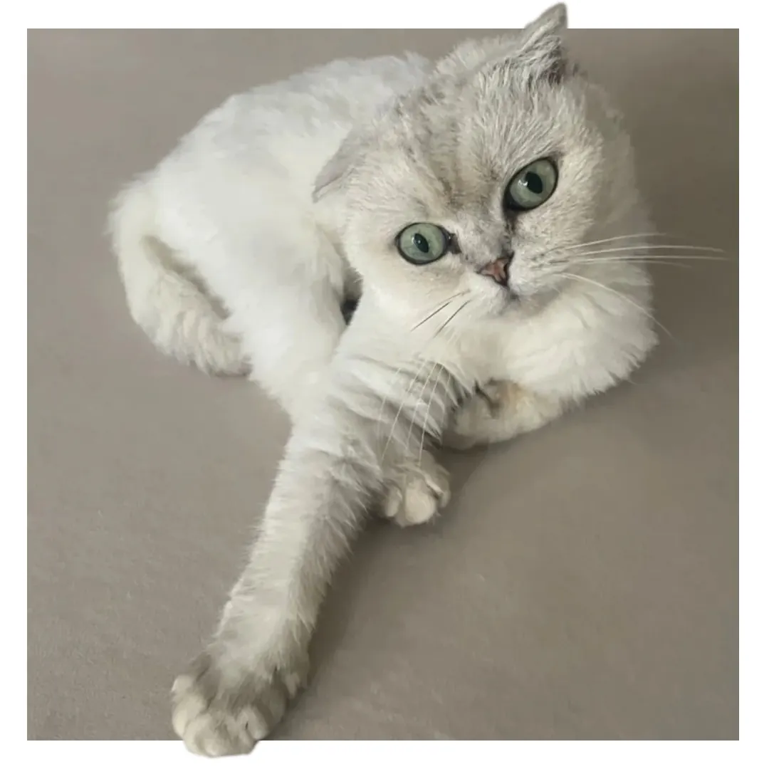 Scottish Fold aux oreilles repliées — la mutation génétique responsable de cette caractéristique provoque aussi une ostéochondrodysplasie douloureuse