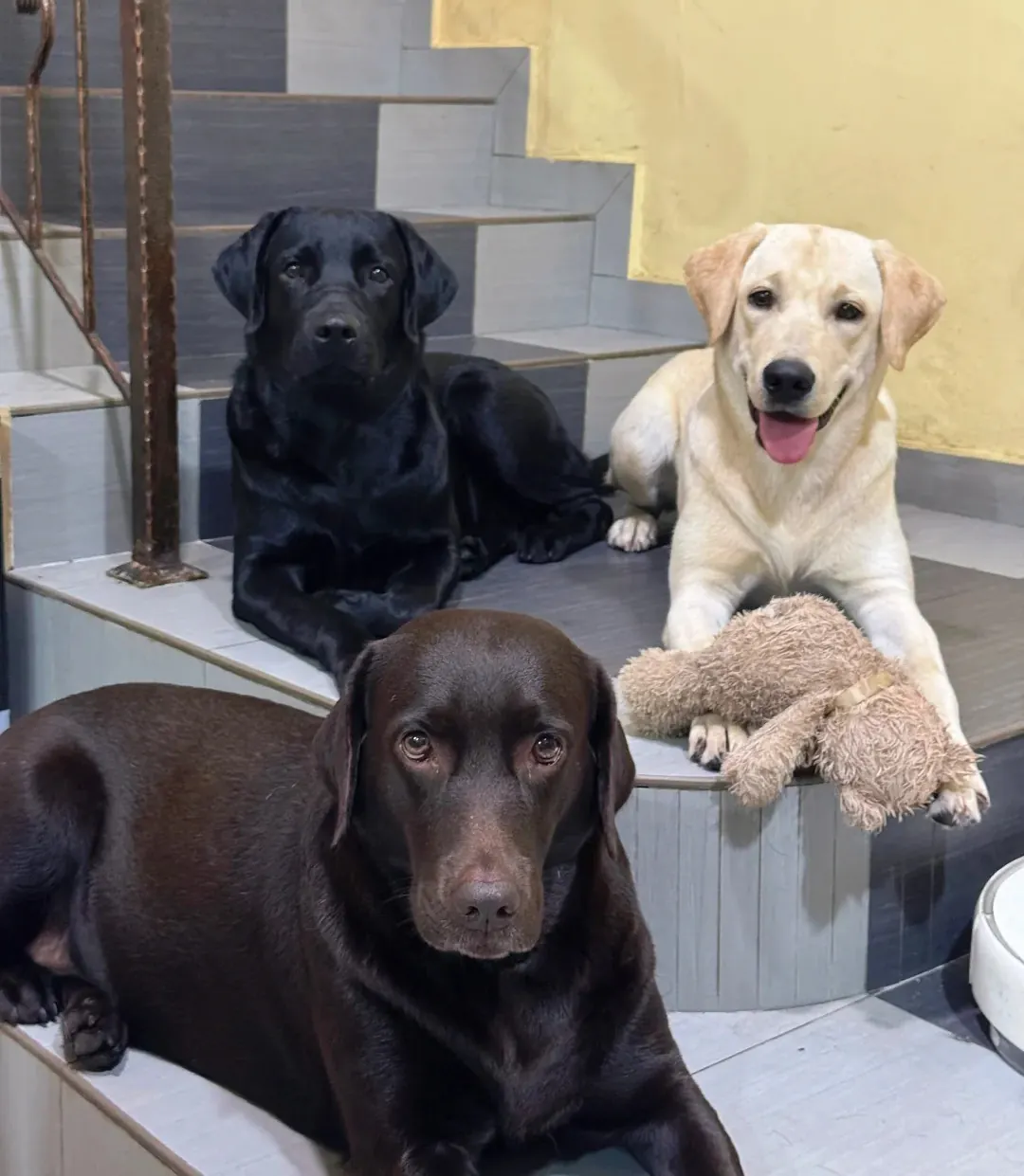 Trois labradors côte à côte de couleurs différentes : noir, sable et chocolat, illustrant les trois robes reconnues par le standard