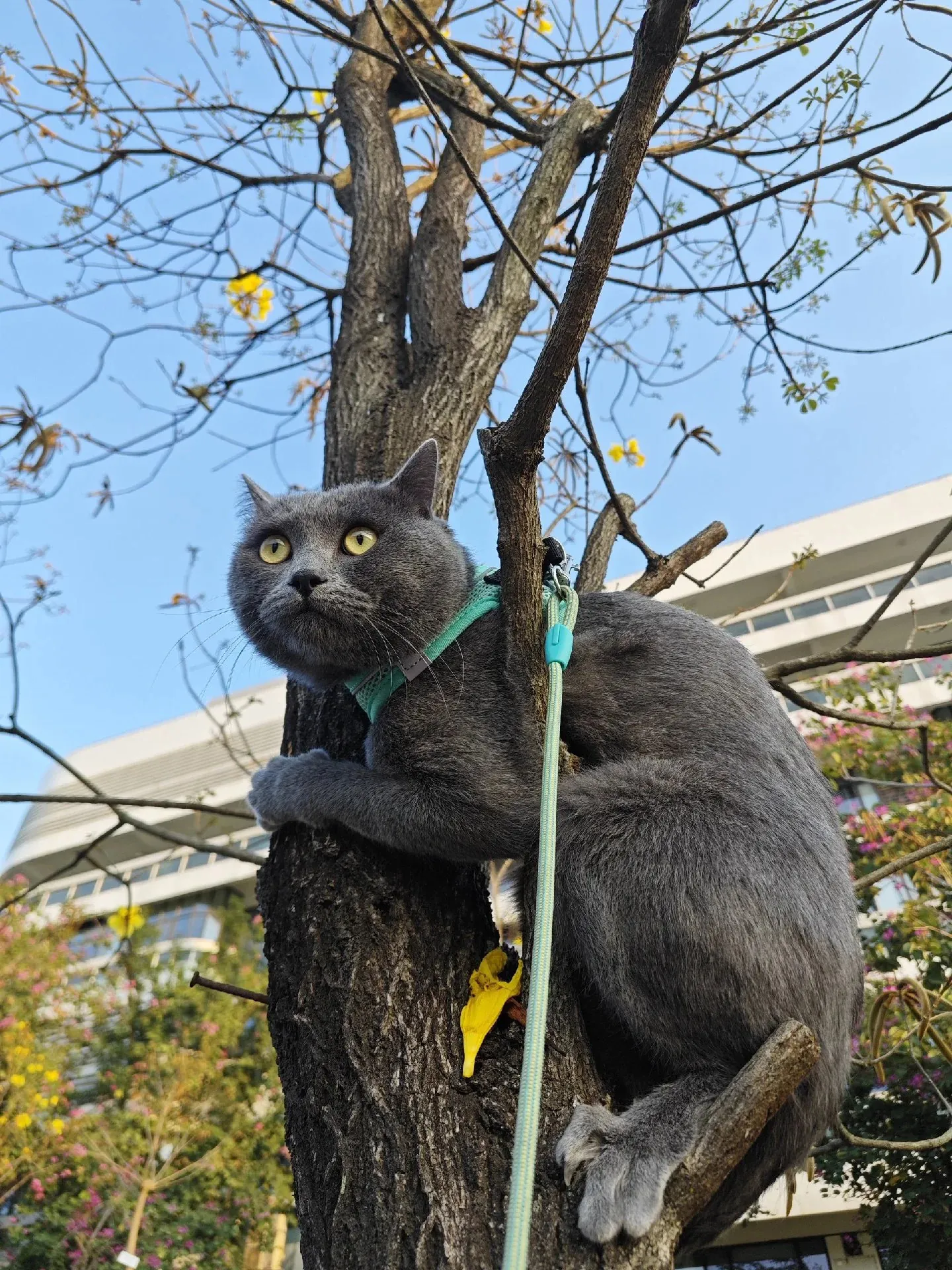Un chat Chartreux grimpe à un arbre, faisant preuve d'un instinct de chasse intact et d'un goût prononcé pour le jeu interactif, malgré son tempérament généralement docile.