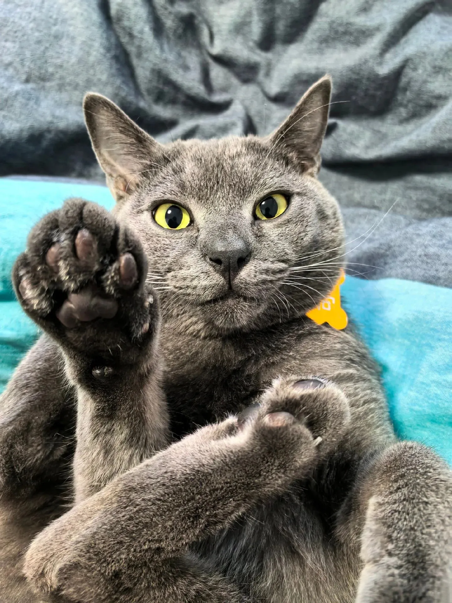 Les chats Chartreux sont très doux avec leur famille.