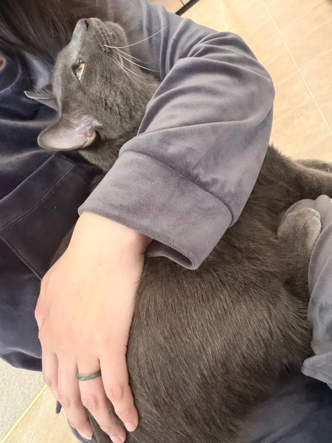 Un chat Chartreux se blottit dans les bras de son maître, affichant sa douceur innée.