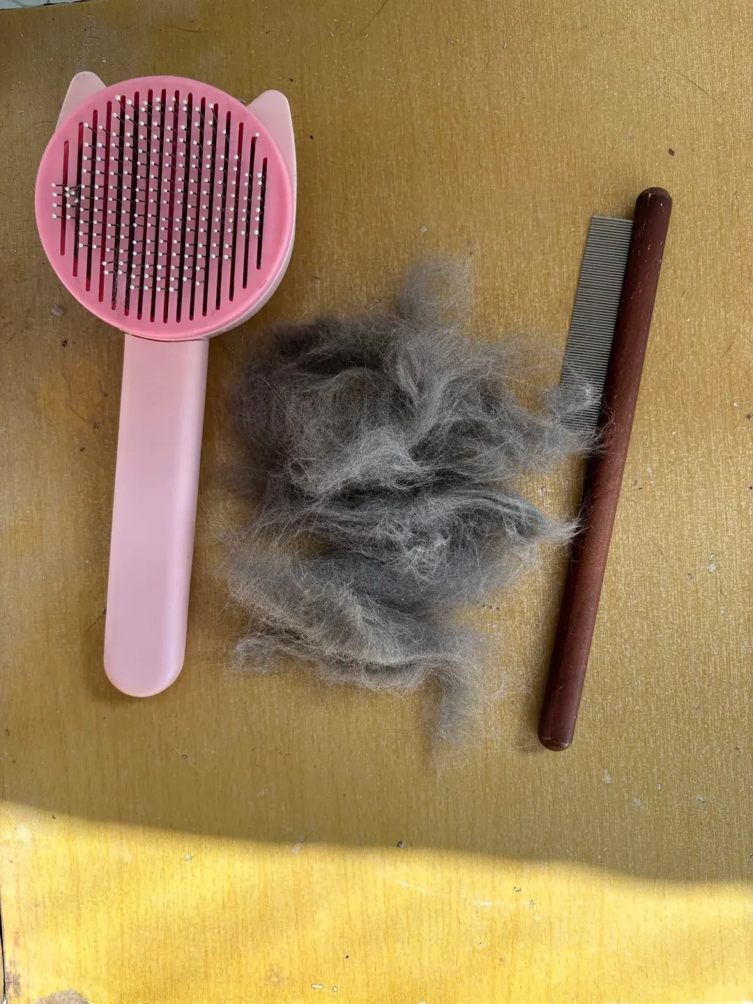 Utilisez des peignes à dents larges et à dents fines pour toiletter votre chat bleu.