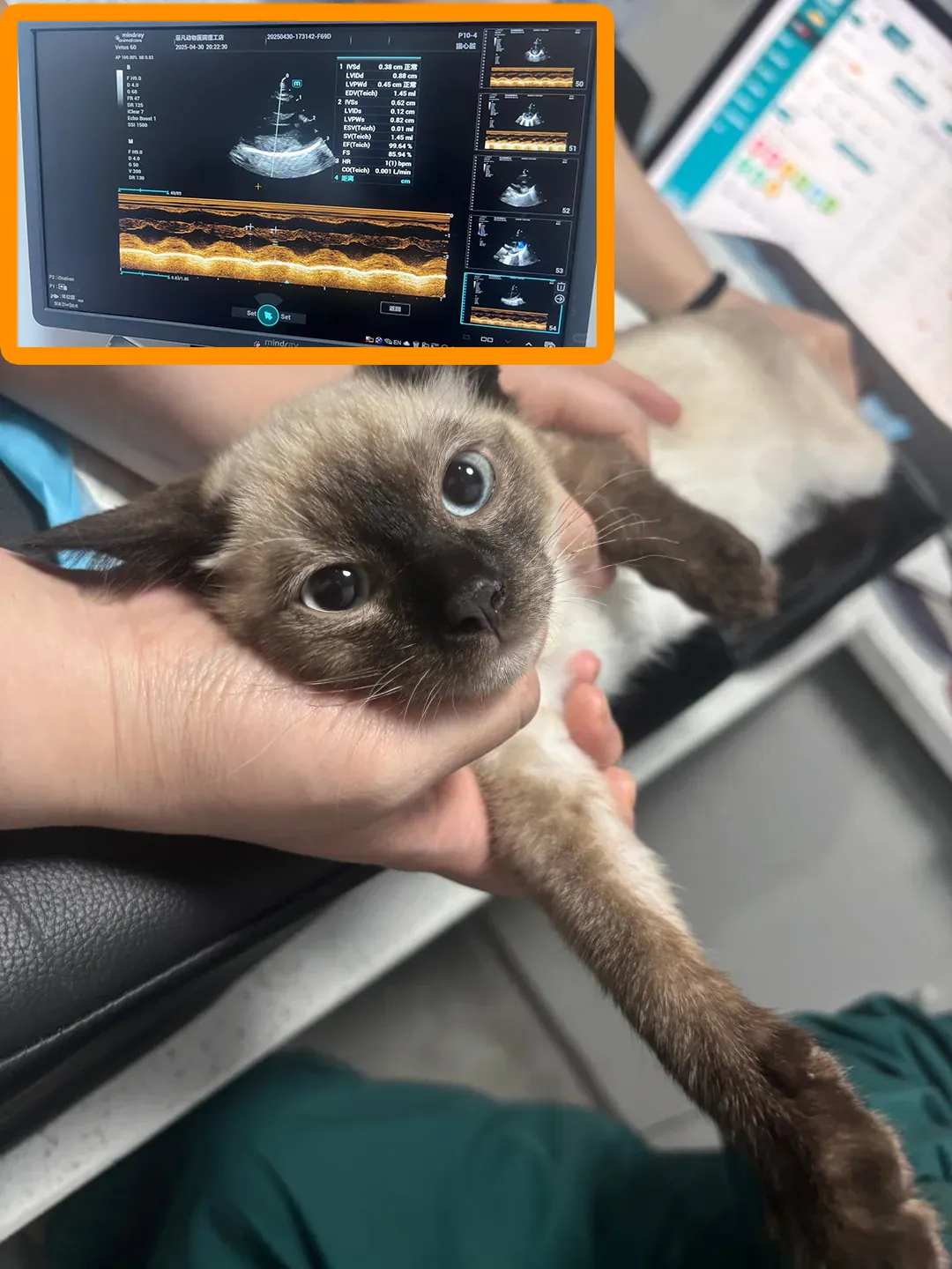 Vétérinaire effectuant une échographie cardiaque sur un chat siamois, illustrant le dépistage des prédispositions de santé de la race