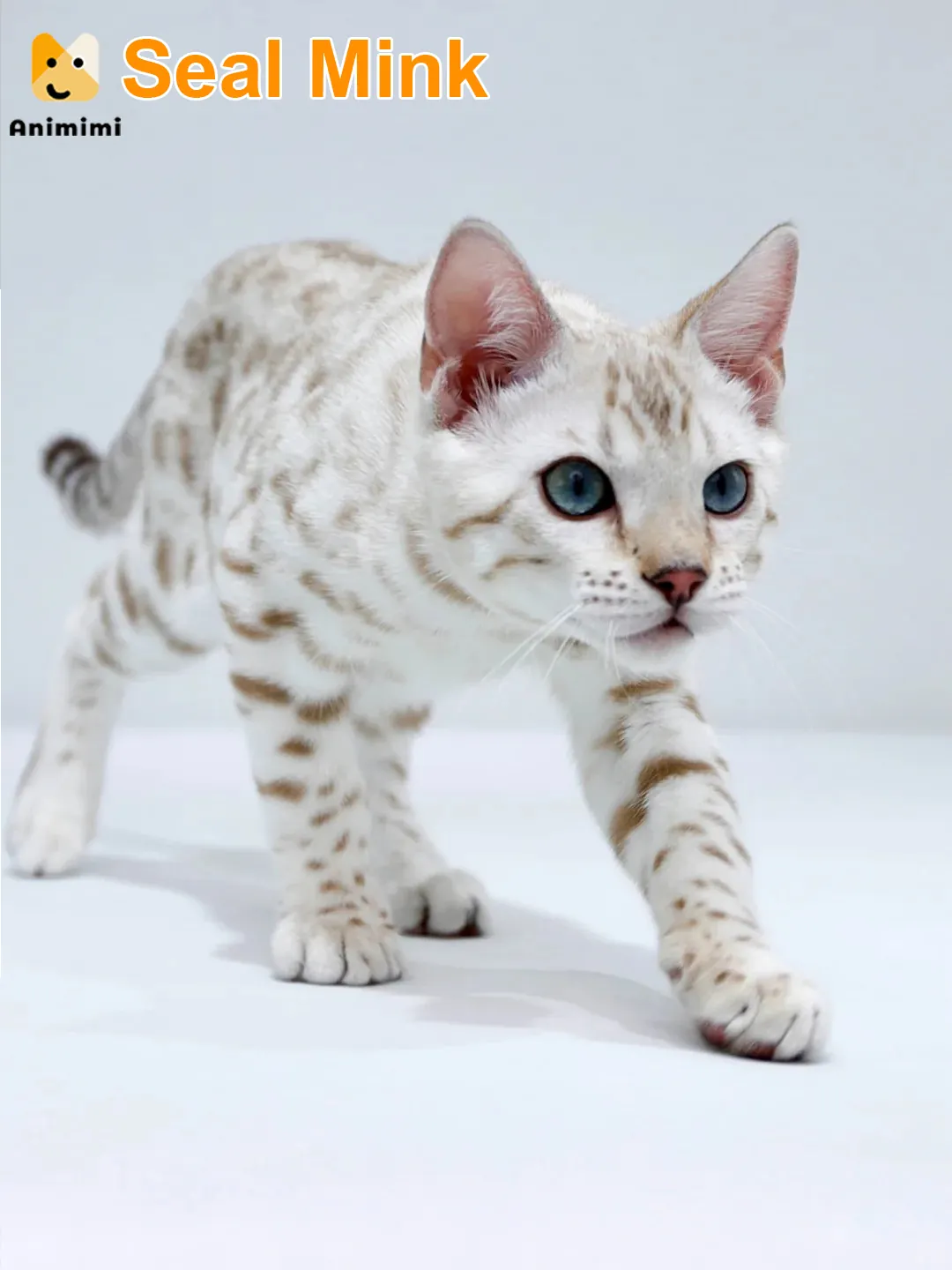 Un superbe Bengal Seal Mink marchant avec assurance, capturé de face.