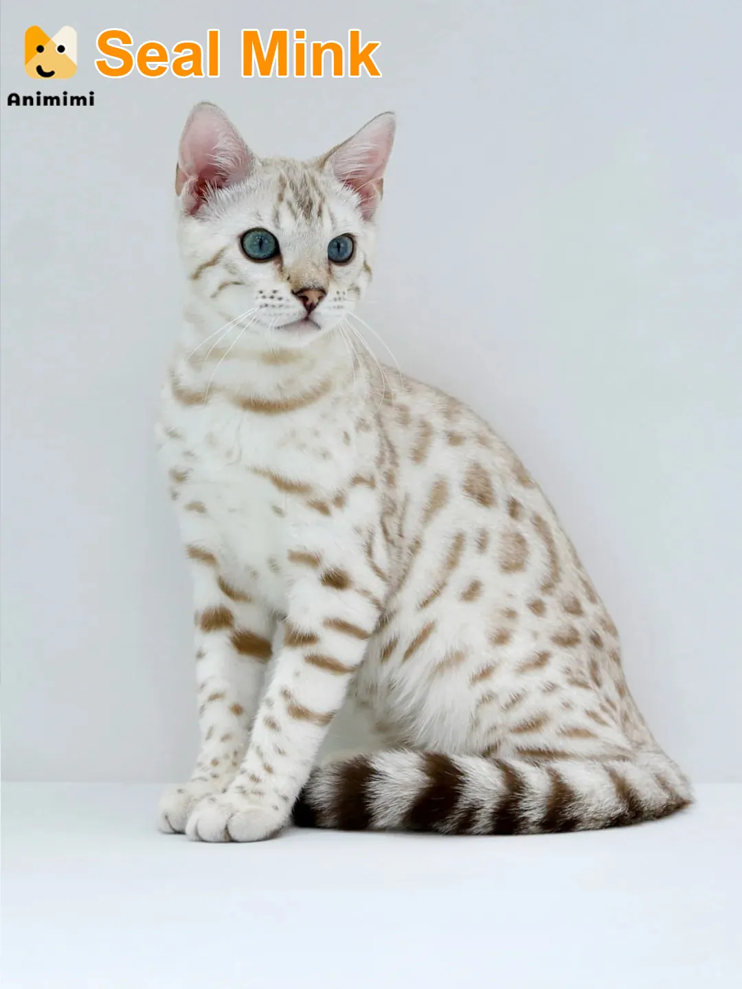 Un adorable Bengal Seal Mink sagement assis, avec son regard aqua irrésistible.