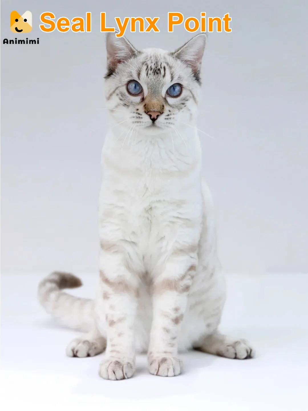 Un adorable Bengal Snow Lynx debout, captivant tous les regards.