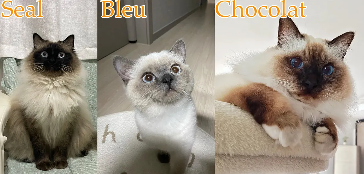 Comparatif de plusieurs couleurs de robe du Sacré de Birmanie : seal point, blue point et chocolate point, toutes avec gantage blanc