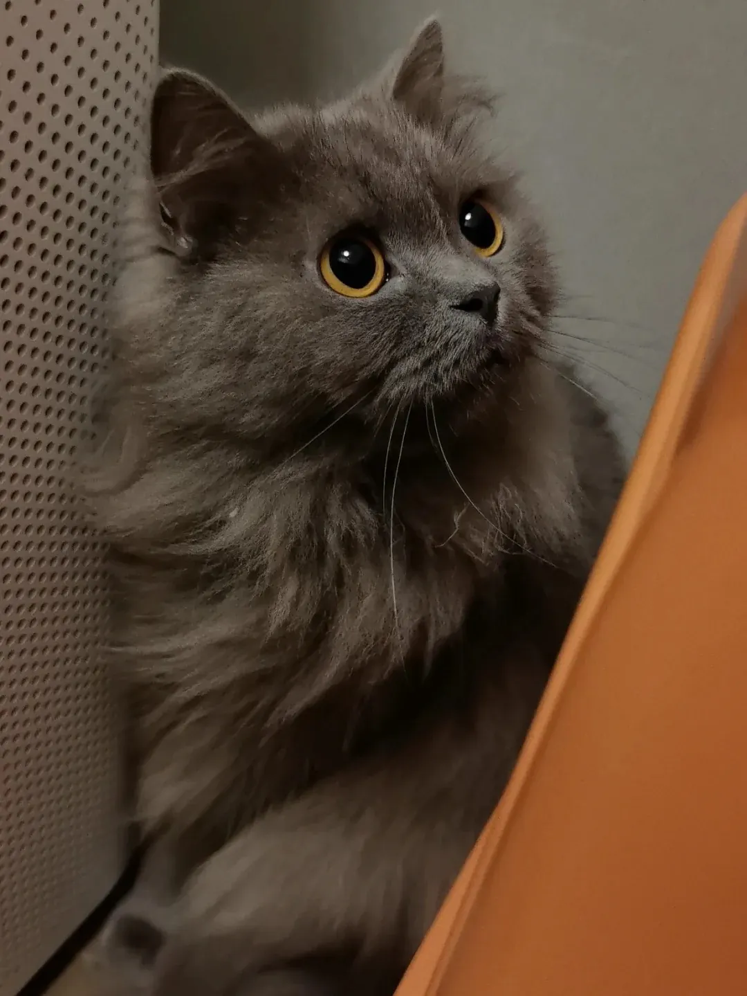 British Longhair bleu avec son pelage mi-long soyeux, même tête ronde et mêmes yeux orange que le British Shorthair, mais fourrure plus longue et queue plus touffue