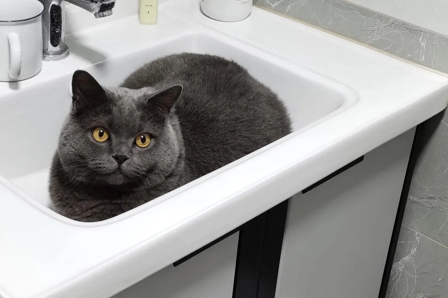 British Shorthair bleu allongé dans un endroit frais à l'ombre, illustrant l'importance de lui offrir un espace tempéré pendant les fortes chaleurs estivales