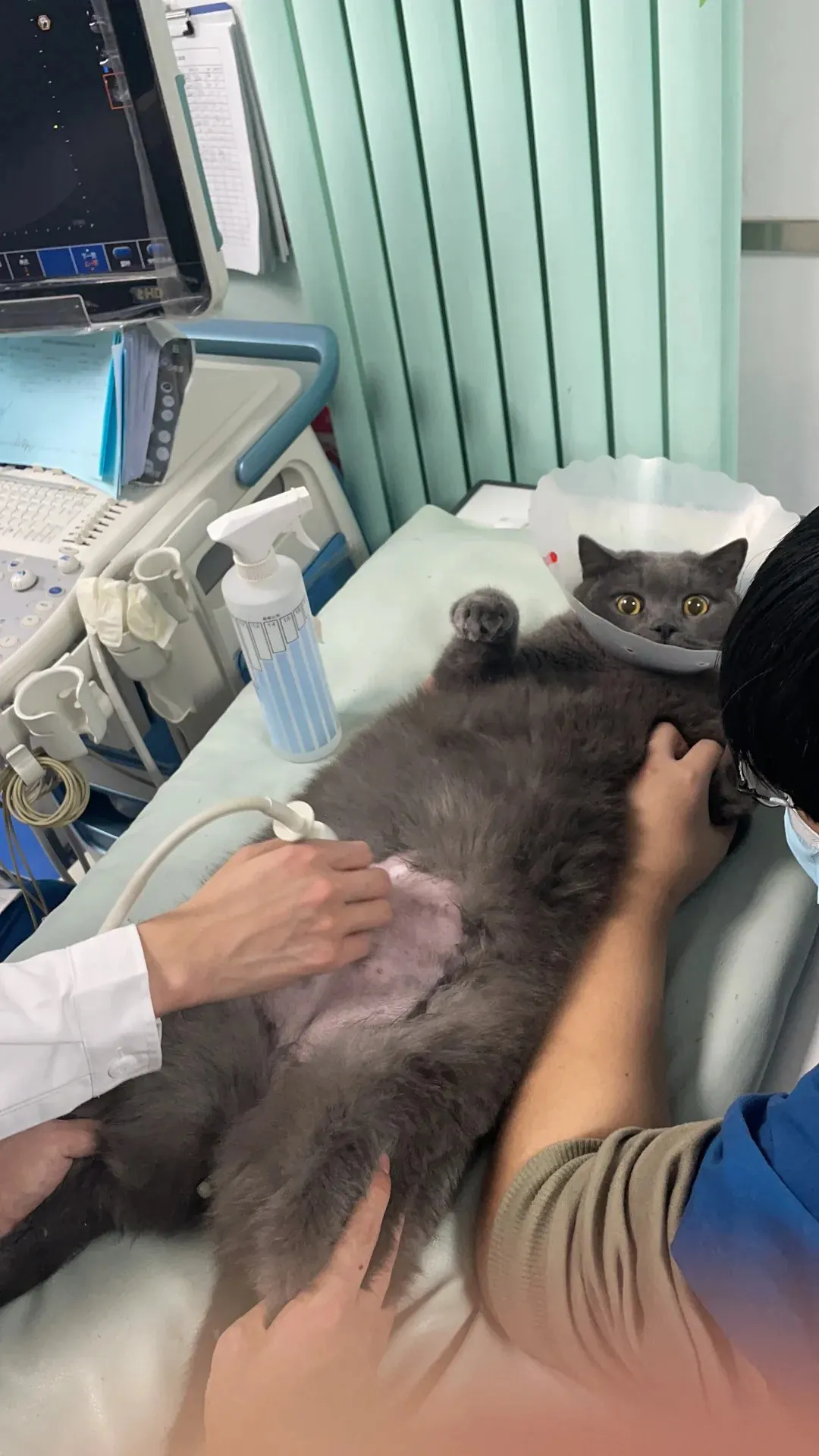 British Shorthair bleu en consultation vétérinaire pour une échographie cardiaque de dépistage de la cardiomyopathie hypertrophique, examen recommandé annuellement pour cette race