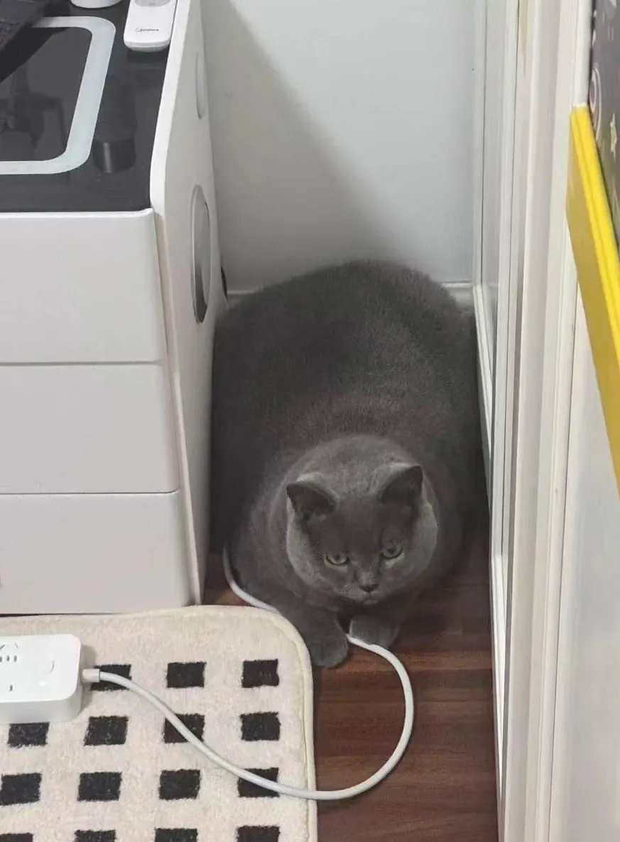 British Shorthair bleu rondelet et dodu à l'air boudeur et adorable, toutefois l'excès de poids entraîne de graves risques pour sa santé articulaire et cardiaque