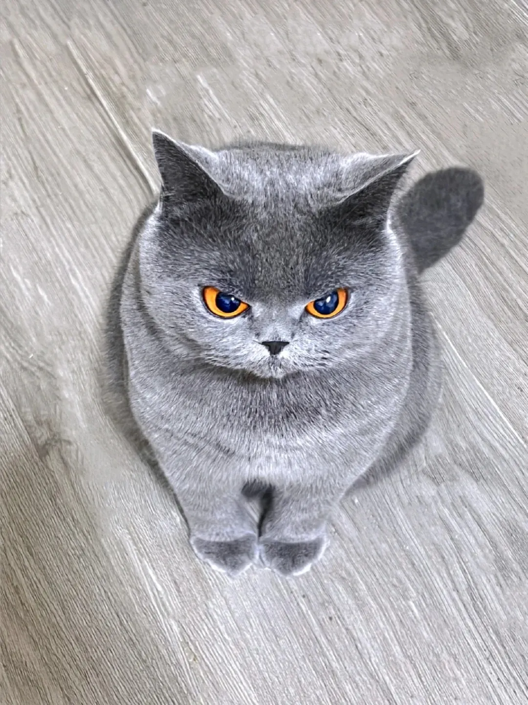 British Shorthair même en colère reste très mignon et adorable