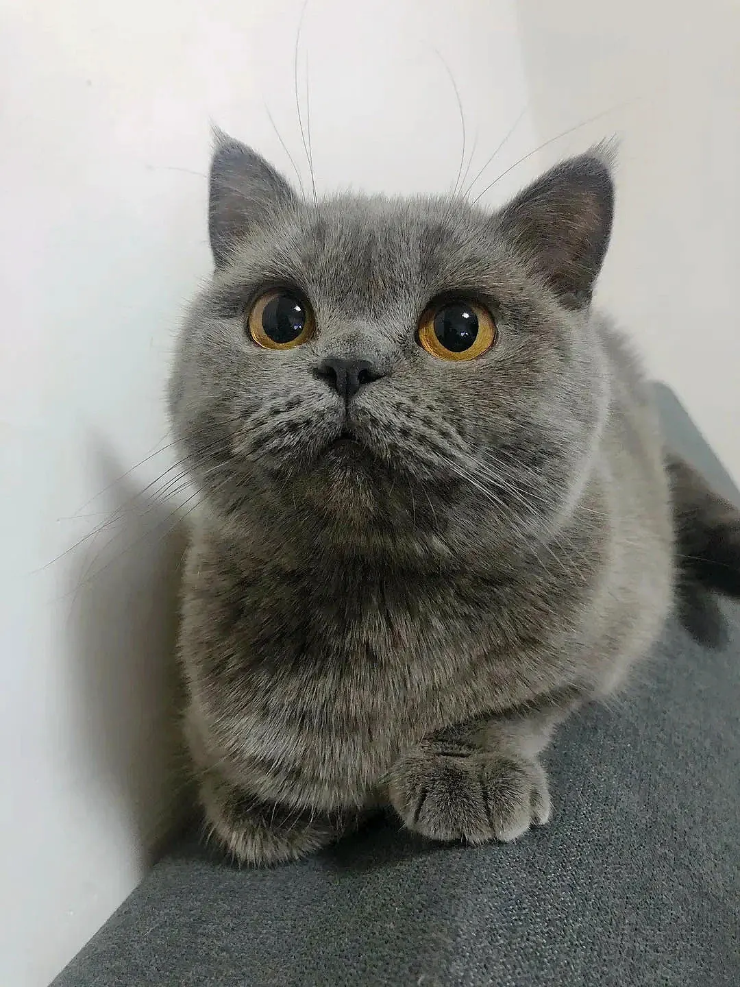 Mignon British Shorthair aux oreilles dressées, présentant une différence nette avec le chat Scottish Fold à oreilles rabattues