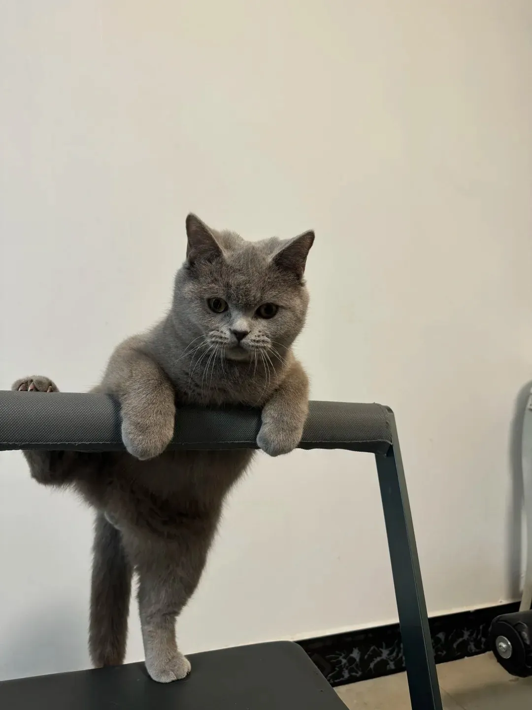 Le British Shorthair possède un tempérament très doux, mais il est parfois curieux et adopte des comportements insolites.