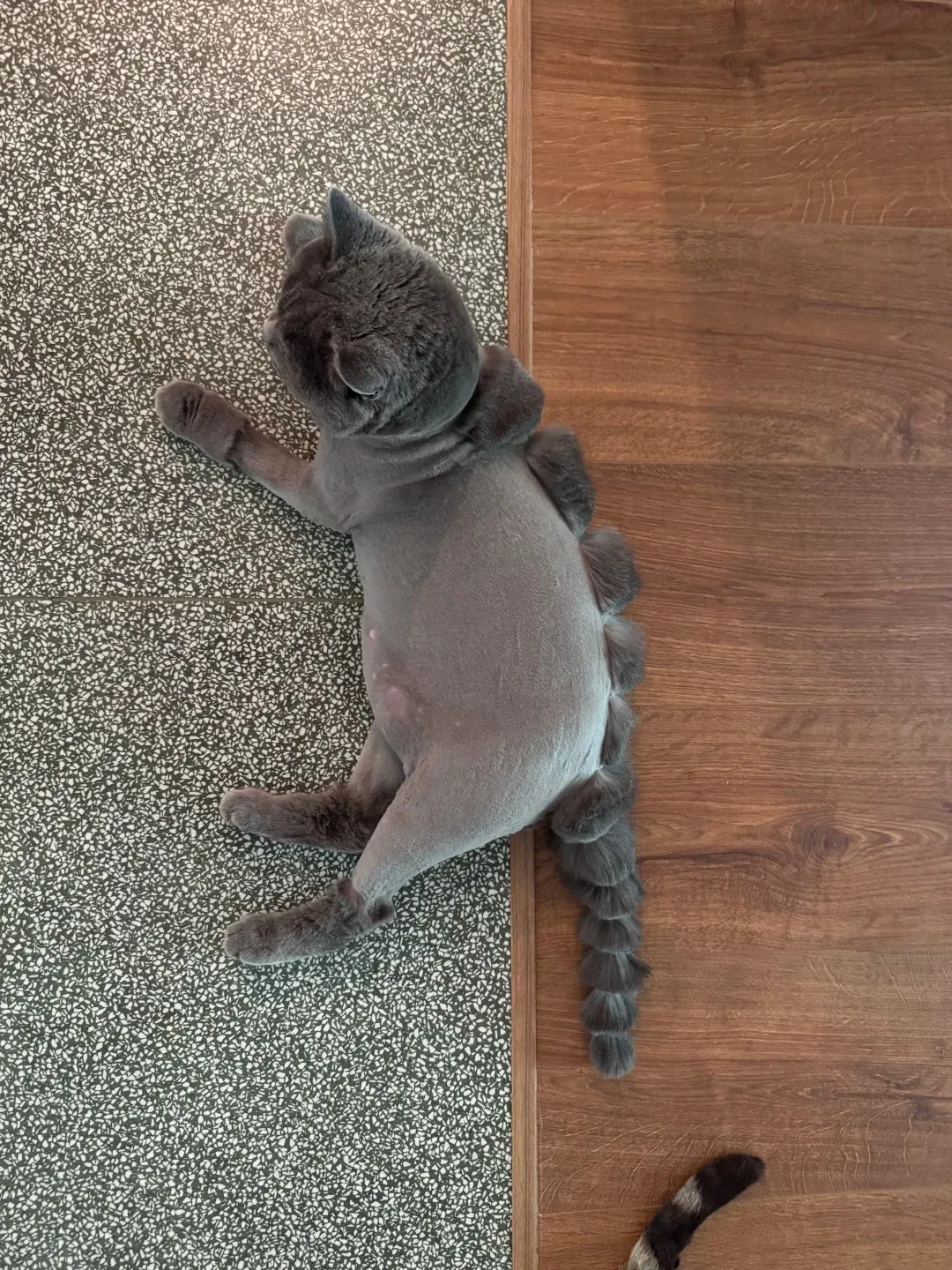 British Shorthair dont le pelage a été tondu en forme de dinosaure, look très drôle et adorable