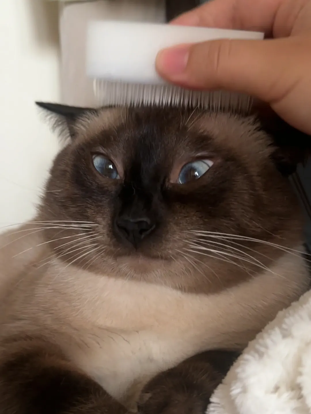 Main tenant une brosse douce pour chat, en train de brosser le pelage court d'un chat siamois