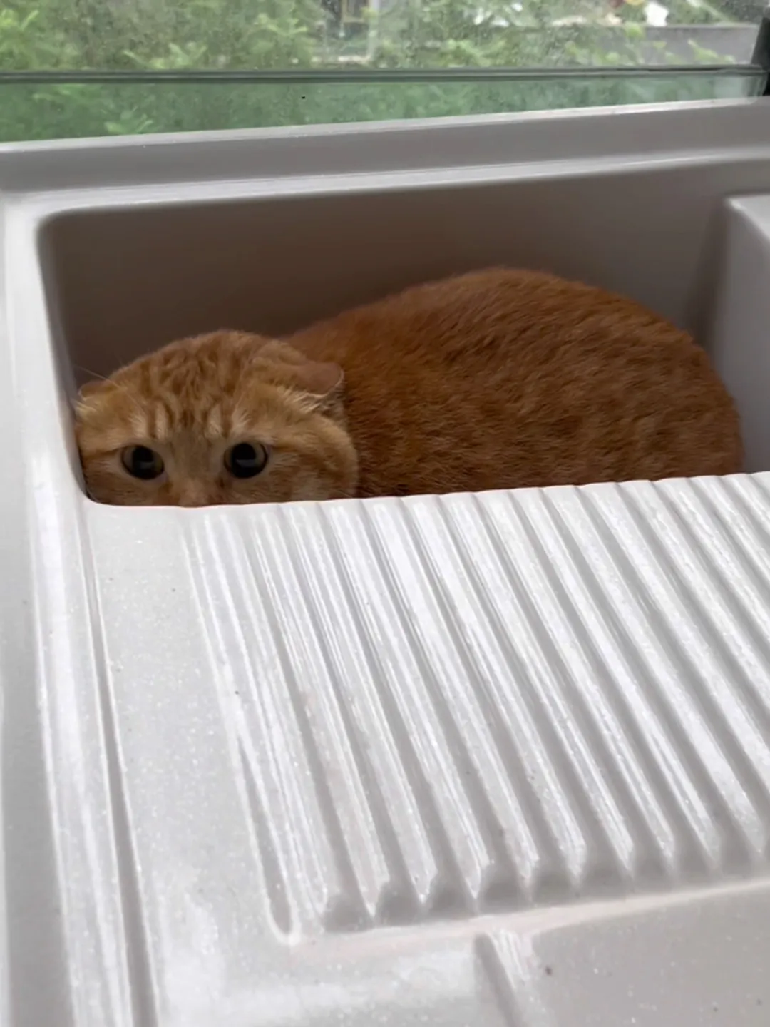 Gamelle ludique pour chat : quel modèle choisir ? Chat anxieux dans un coin, oreilles aplaties, stress face à une gamelle trop difficile