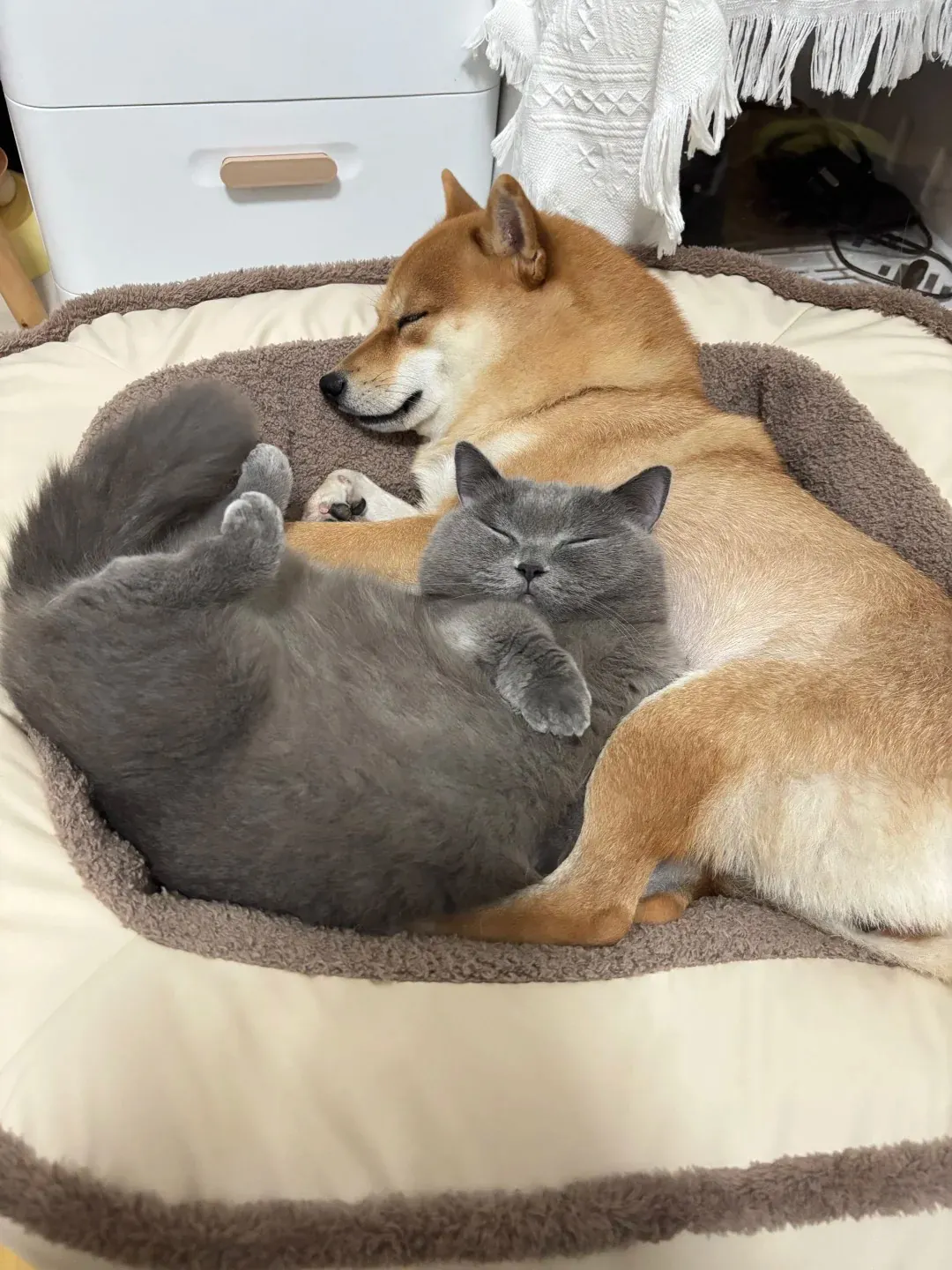Chat British Shorthair bleu et Shiba Inu allongés côte à côte en train de dormir, ils ont tous deux un très bon tempérament