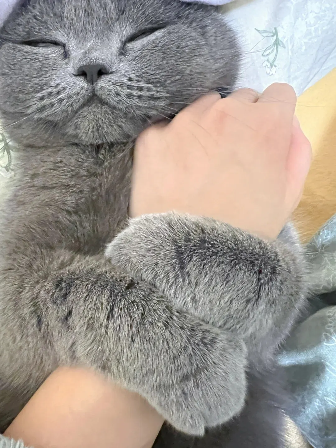Chat British Shorthair bleu se blottit contre la main de son maître pour faire des câlins et faire le gentil